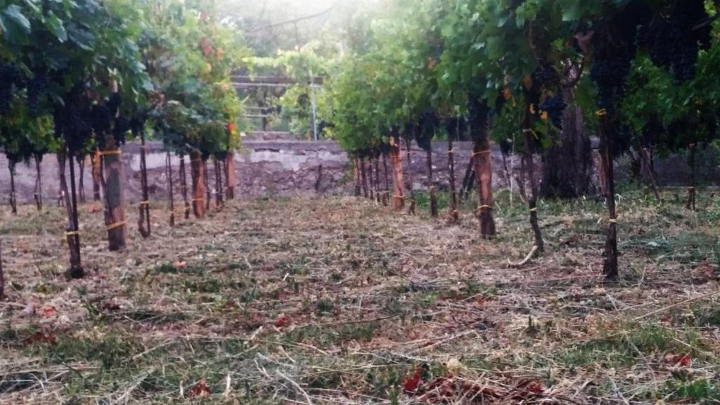 Contrada Vigna Panzió Vietri Kültér fotó