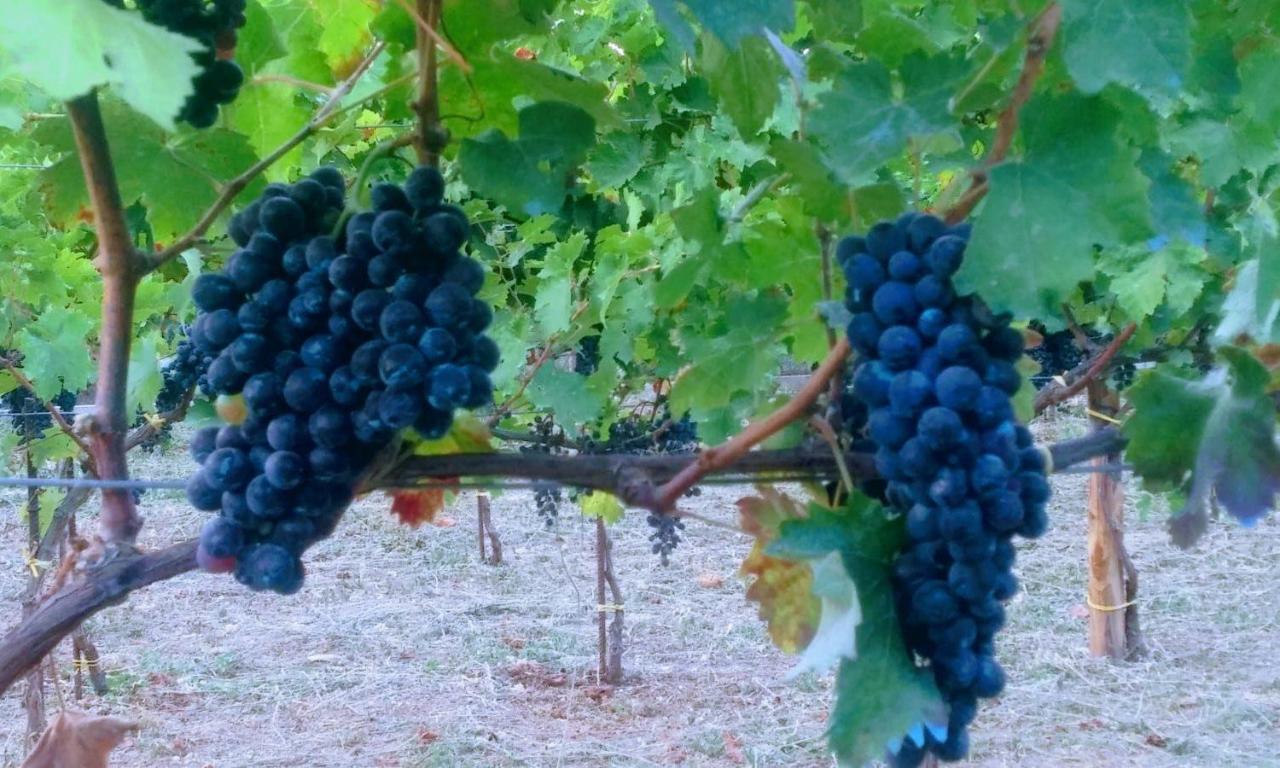 Contrada Vigna Panzió Vietri Kültér fotó